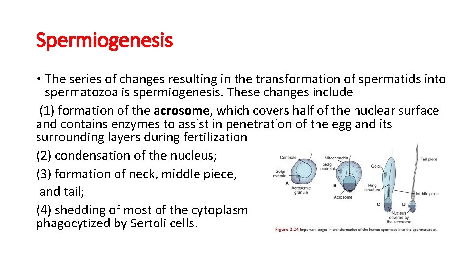 Spermiogenesis • The series of changes resulting in the transformation of spermatids into spermatozoa