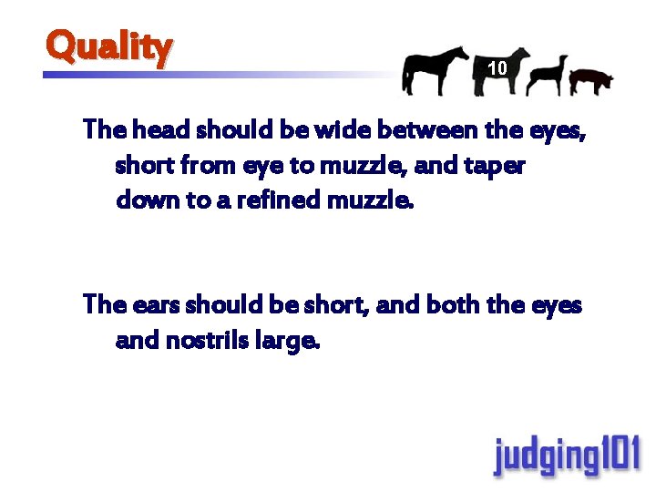 Quality 10 The head should be wide between the eyes, short from eye to