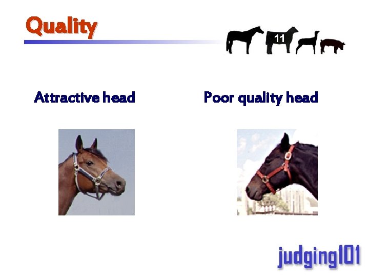 Quality Attractive head 11 Poor quality head 