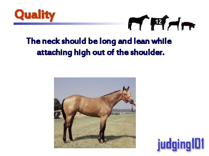 Quality 12 The neck should be long and lean while attaching high out of