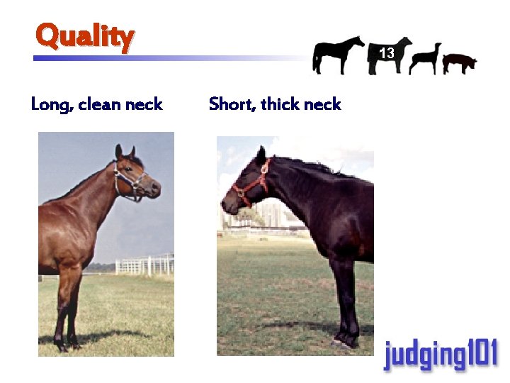 Quality Long, clean neck 13 Short, thick neck 