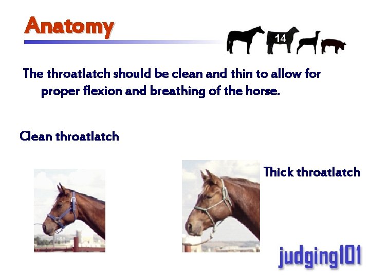 Anatomy 14 The throatlatch should be clean and thin to allow for proper flexion