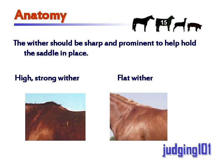 Anatomy 15 The wither should be sharp and prominent to help hold the saddle