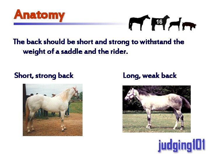 Anatomy 16 The back should be short and strong to withstand the weight of