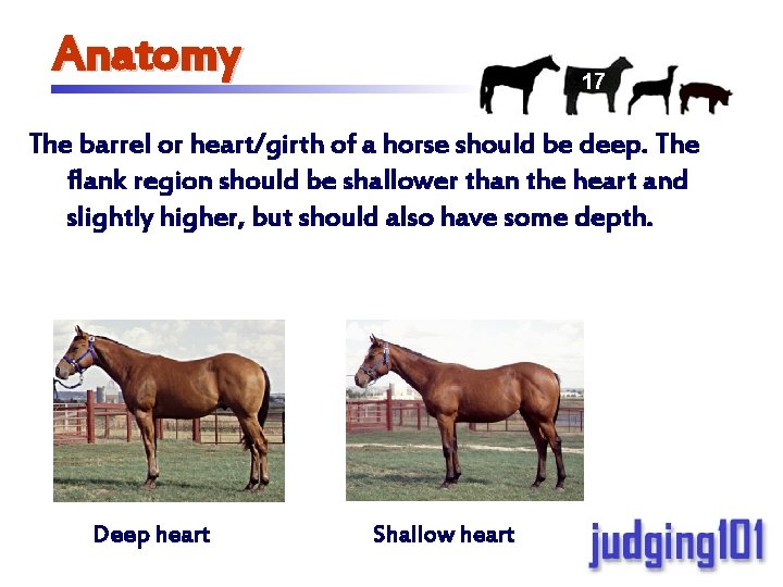 Anatomy 17 The barrel or heart/girth of a horse should be deep. The flank