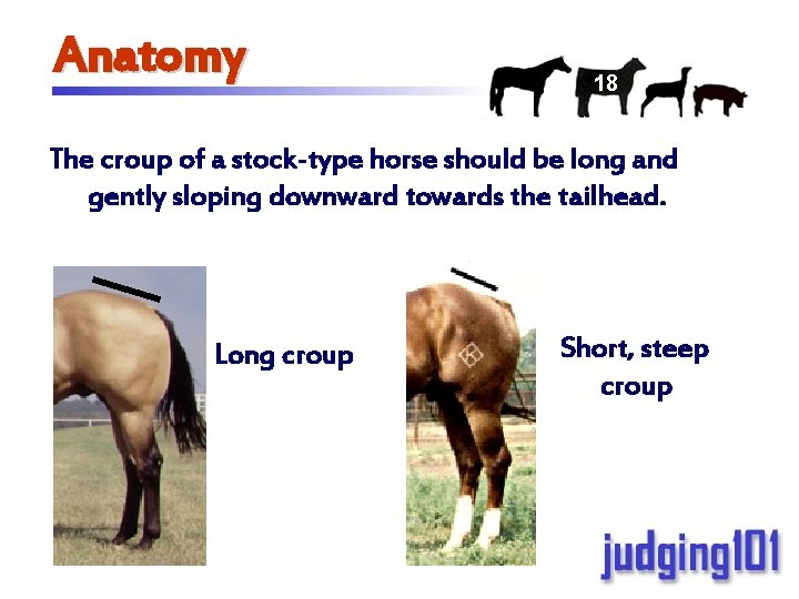 Anatomy 18 The croup of a stock-type horse should be long and gently sloping
