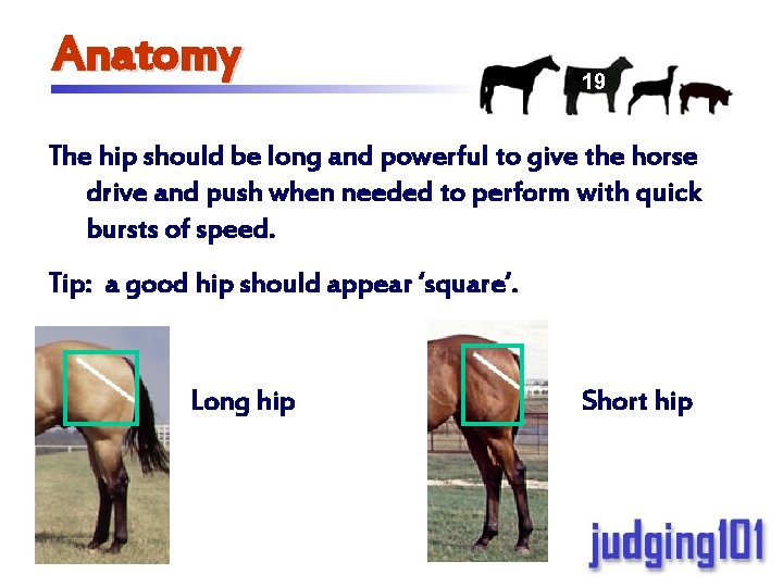Anatomy 19 The hip should be long and powerful to give the horse drive