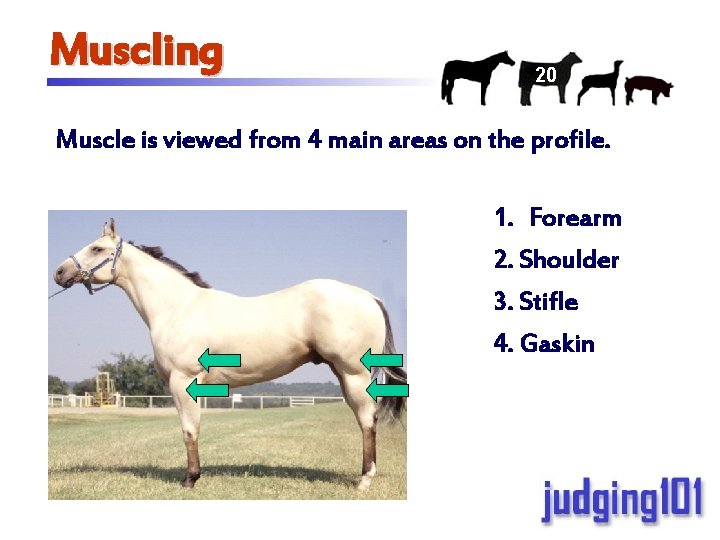 Muscling 20 Muscle is viewed from 4 main areas on the profile. 1. Forearm