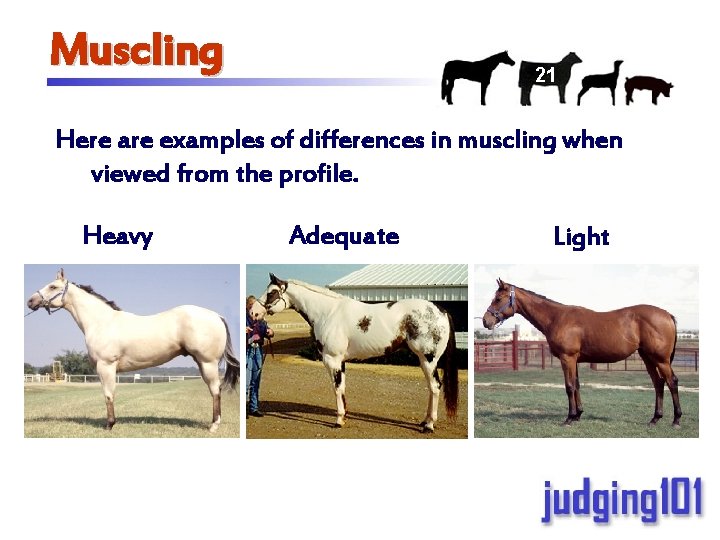 Muscling 21 Here are examples of differences in muscling when viewed from the profile.