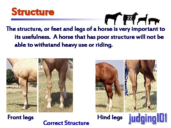 Structure 22 The structure, or feet and legs of a horse is very important