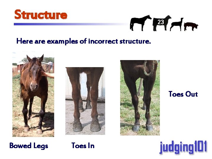 Structure 23 Here are examples of incorrect structure. Toes Out Bowed Legs Toes In