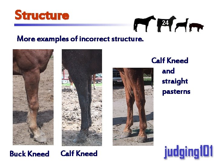 Structure 24 More examples of incorrect structure. Calf Kneed and straight pasterns Buck Kneed