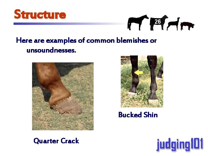 Structure 26 Here are examples of common blemishes or unsoundnesses. Bucked Shin Quarter Crack