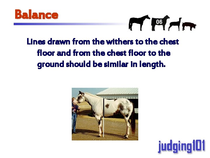 Balance 06 Lines drawn from the withers to the chest floor and from the