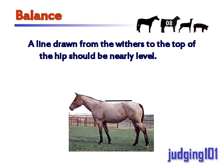 Balance 08 A line drawn from the withers to the top of the hip
