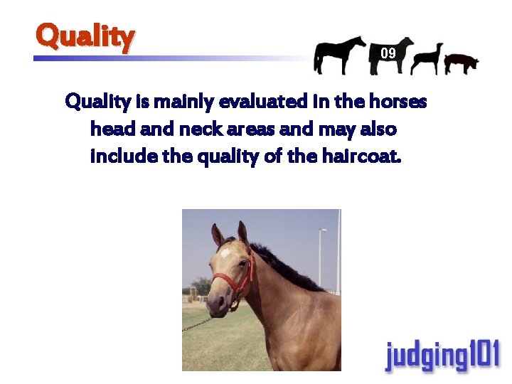 Quality 09 Quality is mainly evaluated in the horses head and neck areas and