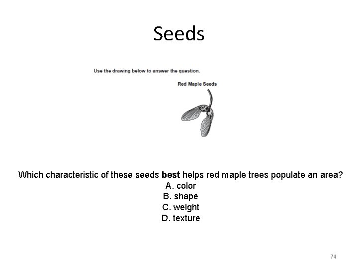 Seeds Which characteristic of these seeds best helps red maple trees populate an area?