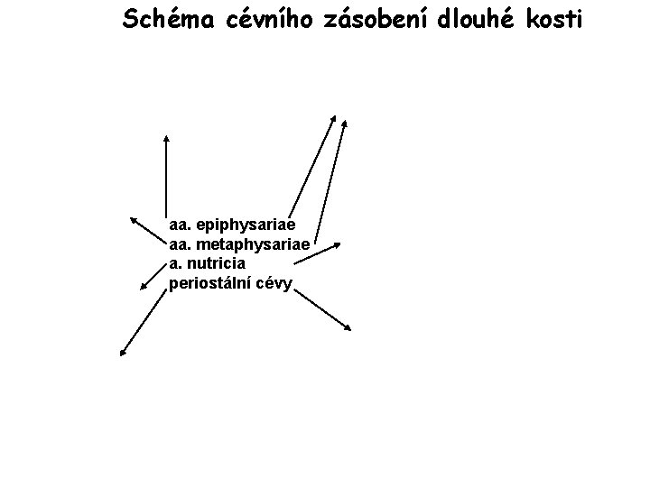 Schéma cévního zásobení dlouhé kosti aa. epiphysariae aa. metaphysariae a. nutricia periostální cévy 