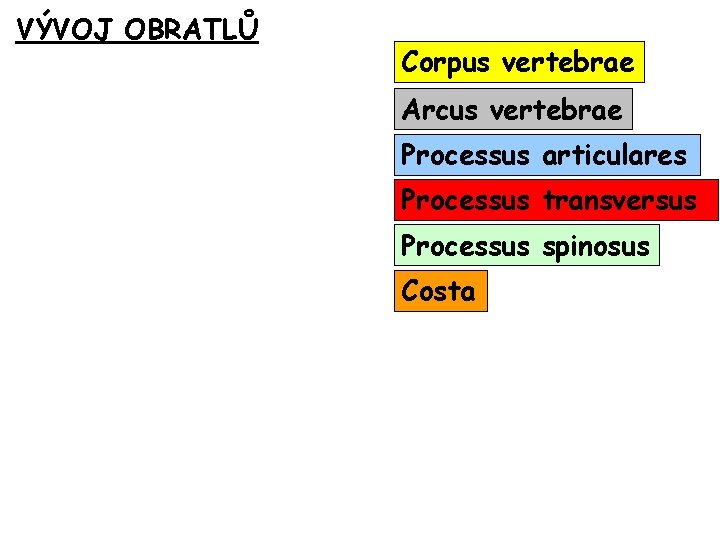 VÝVOJ OBRATLŮ Corpus vertebrae Arcus vertebrae Processus articulares Processus transversus Processus spinosus Costa 