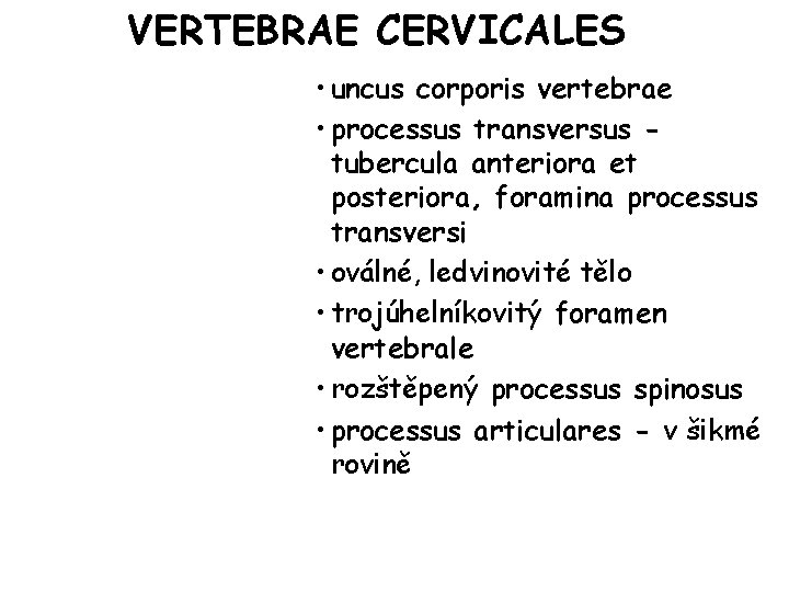 VERTEBRAE CERVICALES • uncus corporis vertebrae • processus transversus tubercula anteriora et posteriora, foramina