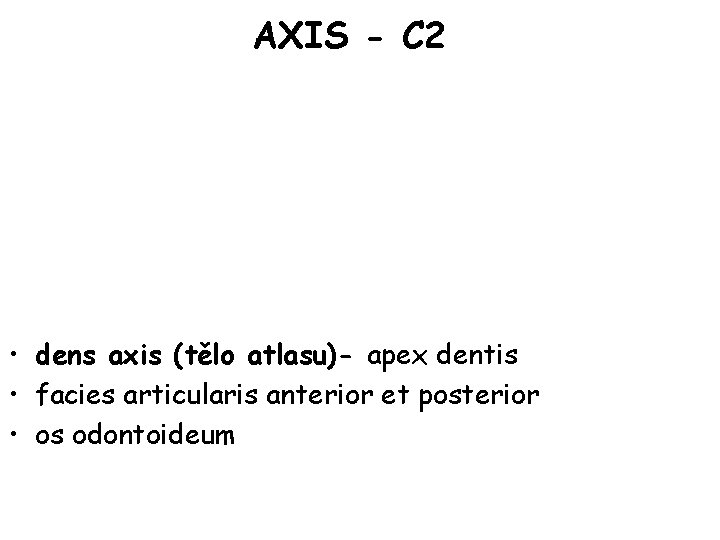 AXIS - C 2 • dens axis (tělo atlasu)- apex dentis • facies articularis