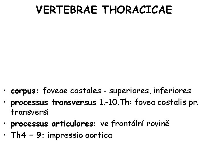 VERTEBRAE THORACICAE • corpus: foveae costales - superiores, inferiores • processus transversus 1. -10.