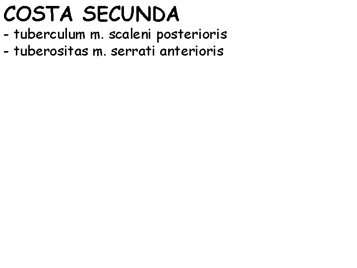 COSTA SECUNDA - tuberculum m. scaleni posterioris - tuberositas m. serrati anterioris 