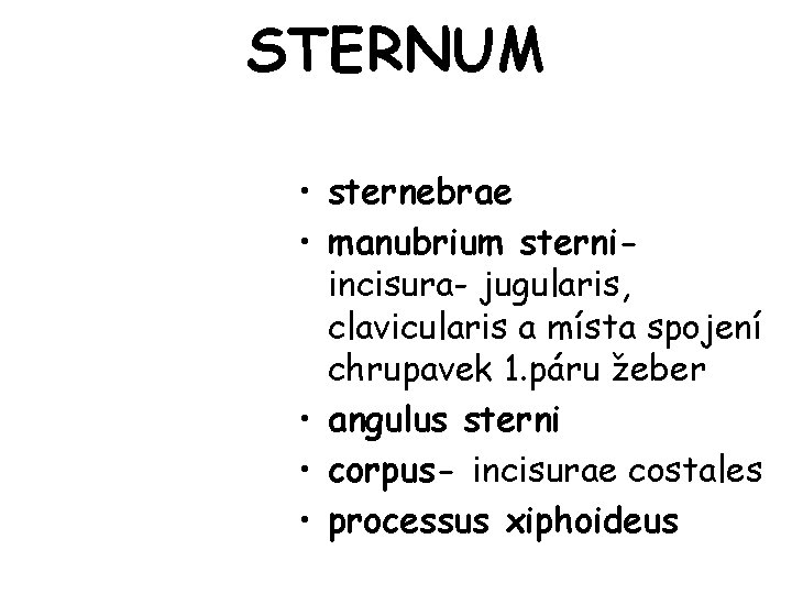 STERNUM • sternebrae • manubrium sterniincisura- jugularis, clavicularis a místa spojení chrupavek 1. páru