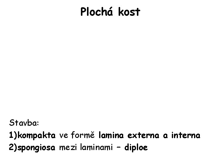 Plochá kost Stavba: 1)kompakta ve formě lamina externa a interna 2)spongiosa mezi laminami –