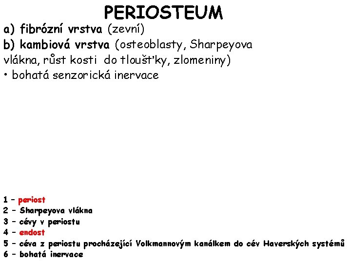 PERIOSTEUM a) fibrózní vrstva (zevní) b) kambiová vrstva (osteoblasty, Sharpeyova vlákna, růst kosti do