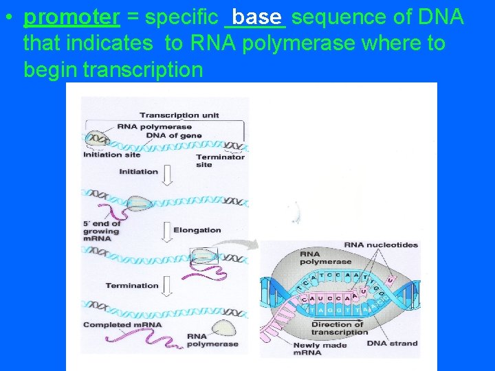 base sequence of DNA • promoter = specific _____ that indicates to RNA polymerase