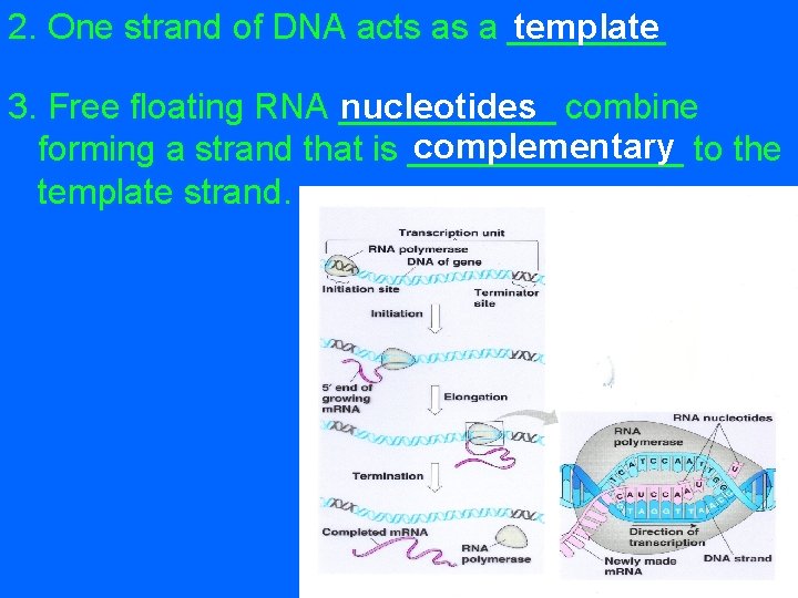 template 2. One strand of DNA acts as a ____ nucleotides combine 3. Free