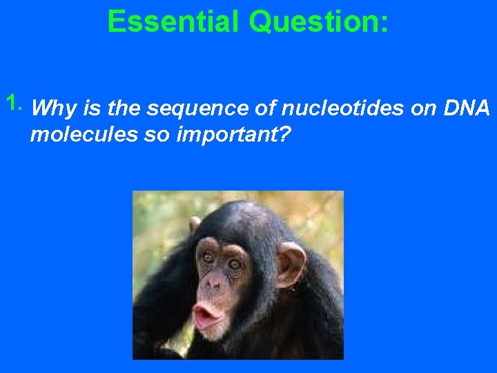 Essential Question: 1. Why is the sequence of nucleotides on DNA molecules so important?