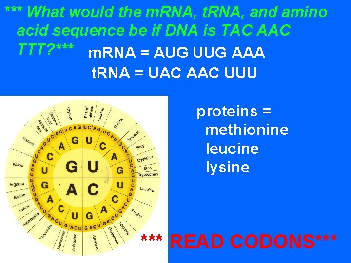 *** What would the m. RNA, t. RNA, and amino acid sequence be if