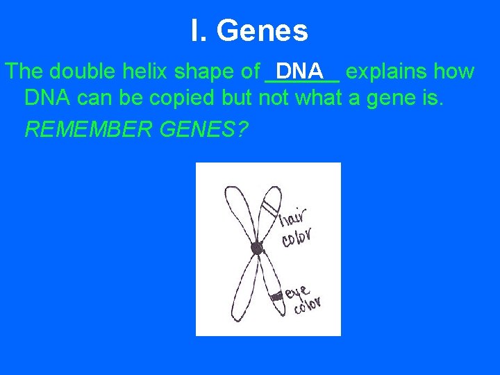 I. Genes DNA explains how The double helix shape of ______ DNA can be