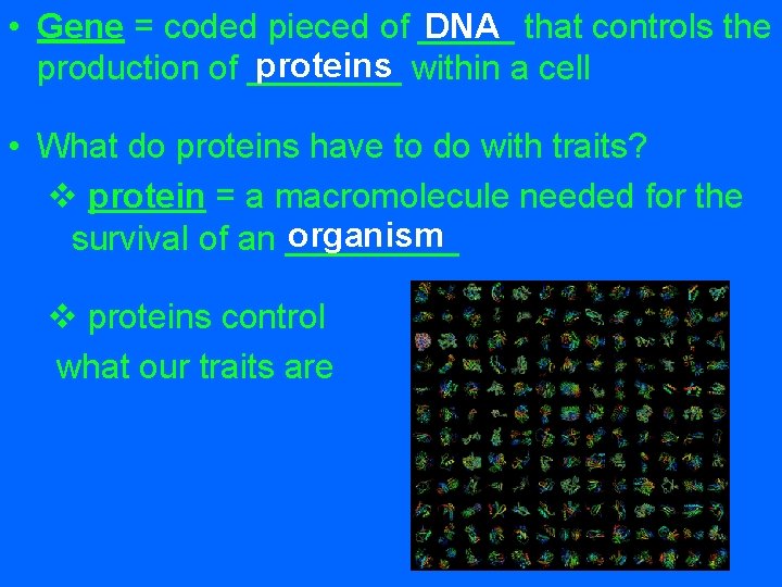 DNA that controls the • Gene = coded pieced of _____ proteins within a