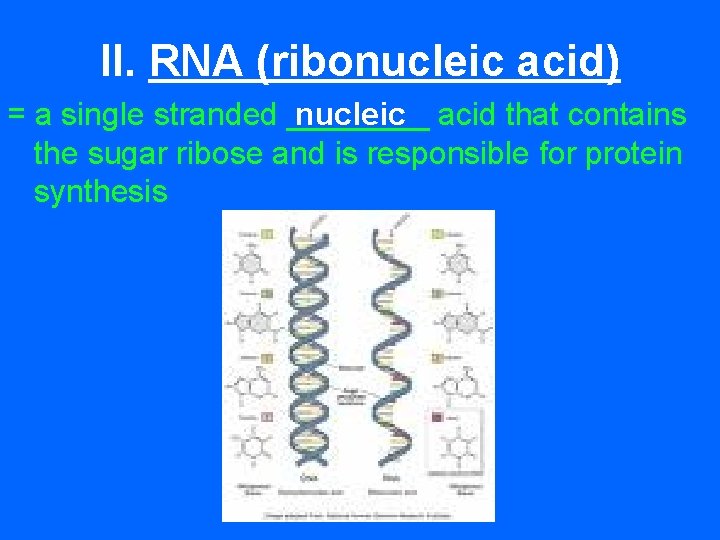 II. RNA (ribonucleic acid) nucleic acid that contains = a single stranded ____ the