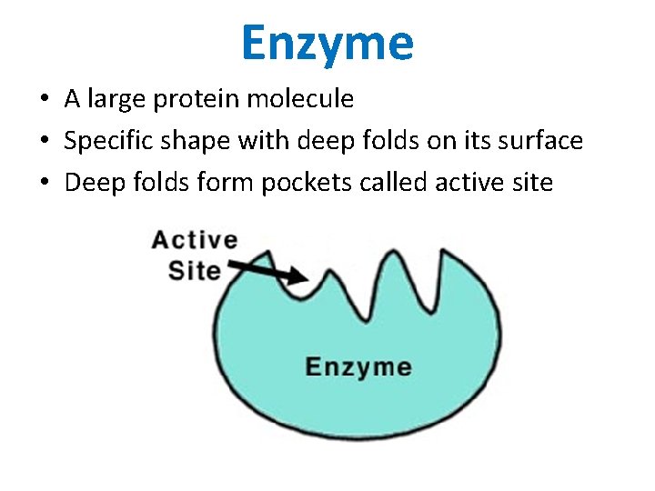 Enzyme • A large protein molecule • Specific shape with deep folds on its