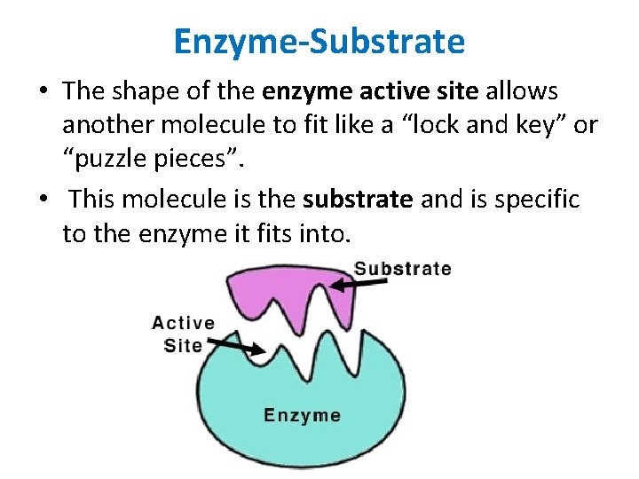 Enzyme-Substrate • The shape of the enzyme active site allows another molecule to fit