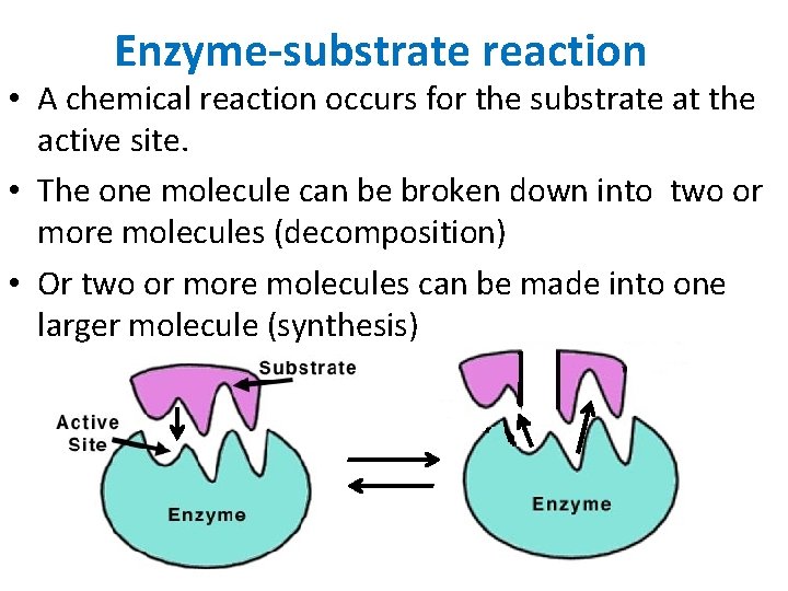 Enzyme-substrate reaction • A chemical reaction occurs for the substrate at the active site.