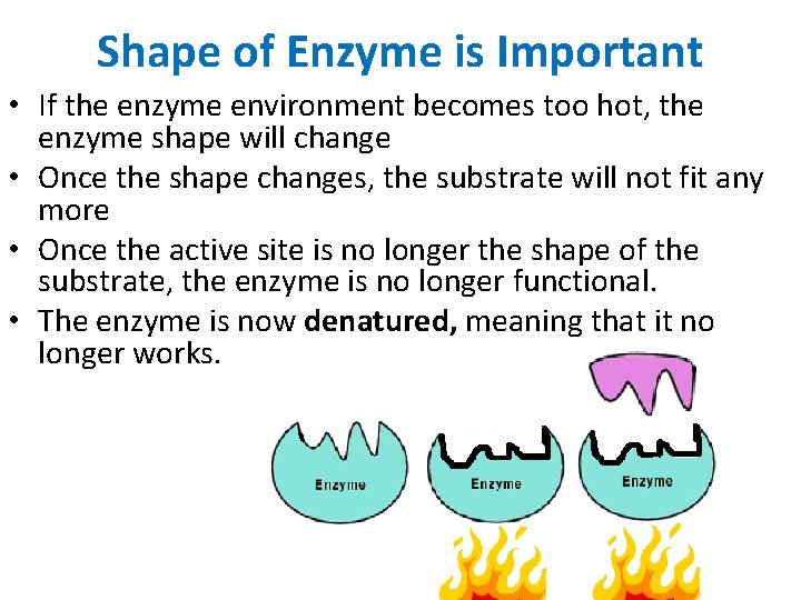 Shape of Enzyme is Important • If the enzyme environment becomes too hot, the