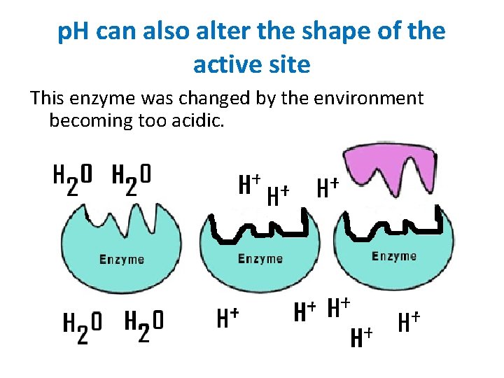 p. H can also alter the shape of the active site This enzyme was