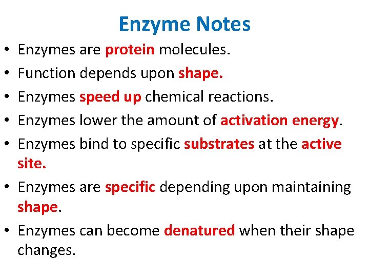 Enzyme Notes Enzymes are protein molecules. Function depends upon shape. Enzymes speed up chemical