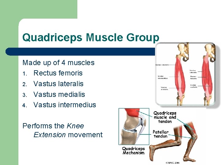 Quadriceps Muscle Group Made up of 4 muscles 1. Rectus femoris 2. Vastus lateralis