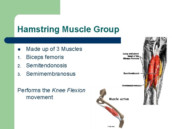 Hamstring Muscle Group l 1. 2. 3. Made up of 3 Muscles Biceps femoris