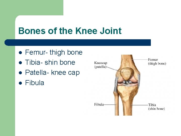 Bones of the Knee Joint l l Femur- thigh bone Tibia- shin bone Patella-