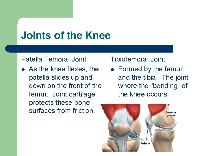 Joints of the Knee Patella Femoral Joint l As the knee flexes, the patella