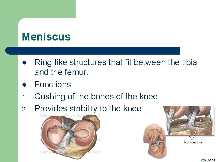 Meniscus l l 1. 2. Ring-like structures that fit between the tibia and the