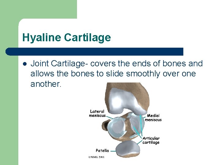 Hyaline Cartilage l Joint Cartilage- covers the ends of bones and allows the bones