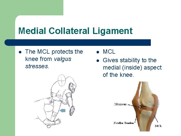 Medial Collateral Ligament l The MCL protects the knee from valgus stresses. l l